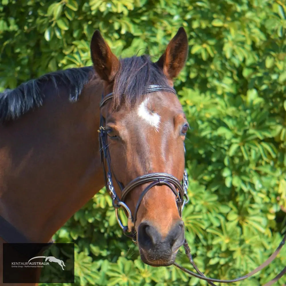 Kentaur Hanoverian Bridle With Decorative Stitching (Horse) Bridles
