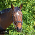 Kentaur Hanoverian Bridle With Decorative Stitching (Horse) Bridles