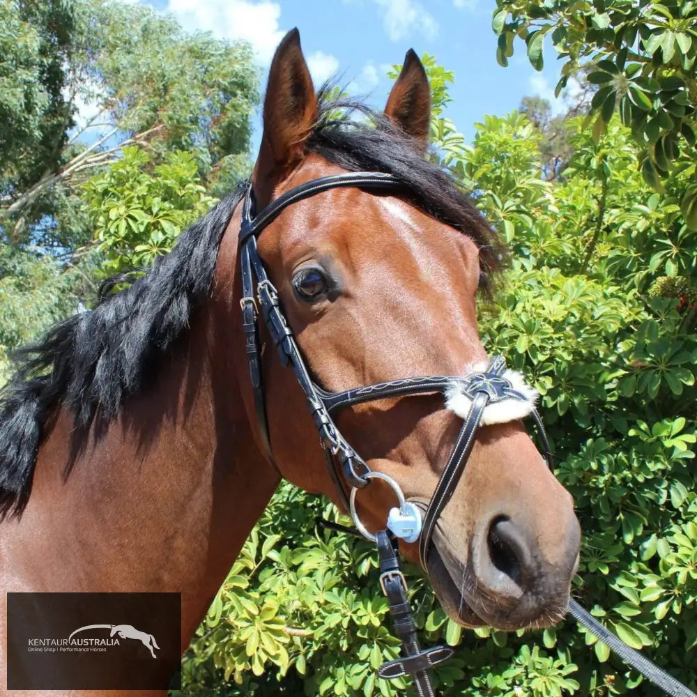 Kentaur Knoxville Bridle Black / Full Bridles