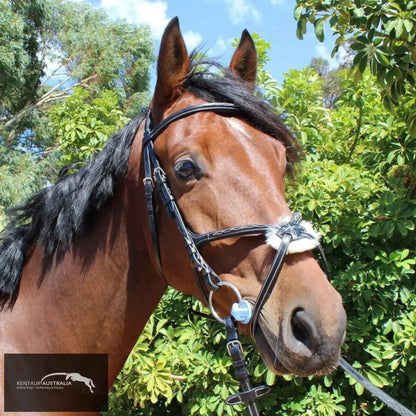 Kentaur Knoxville Bridle Black / Full Bridles