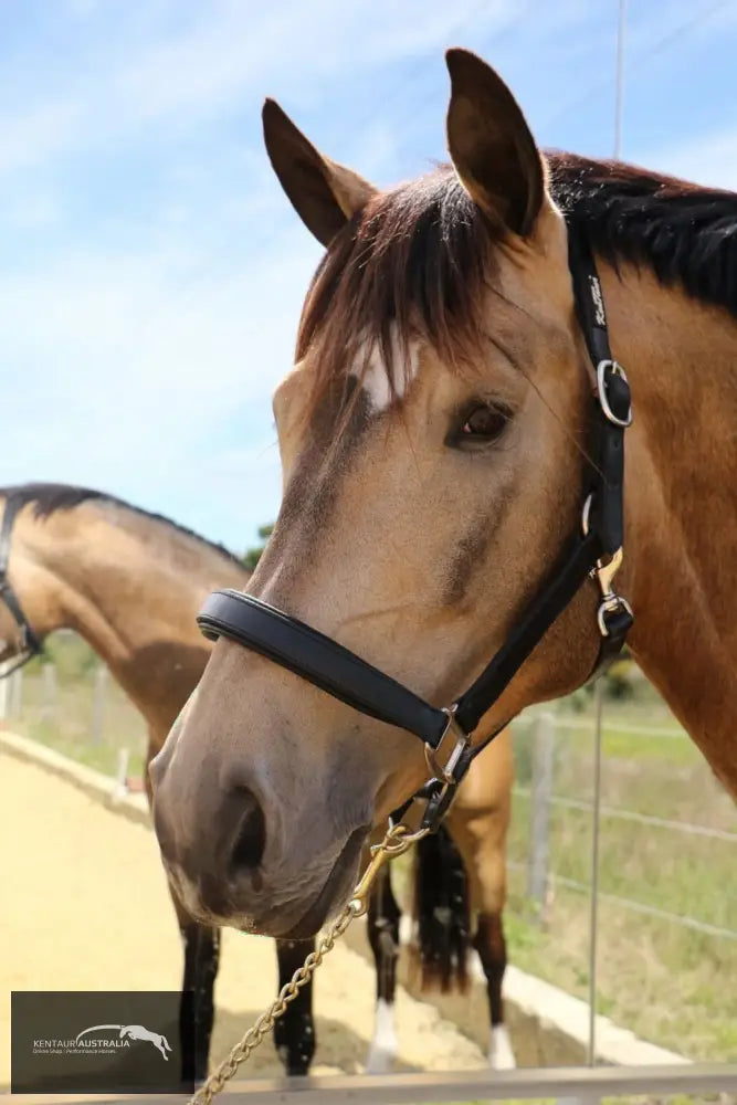 Kentaur Leather Halter Halters &amp; Flyveils