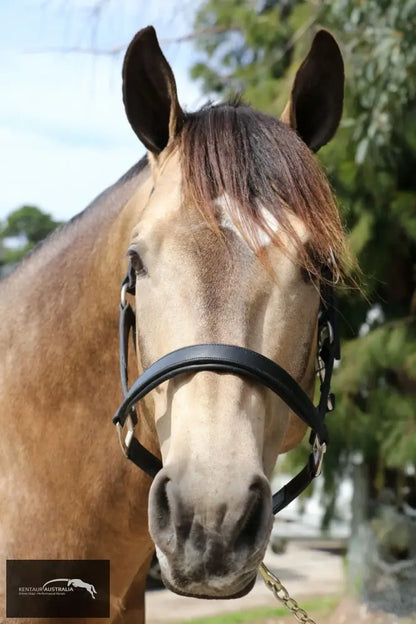 Kentaur Leather Halter Halters &amp; Flyveils