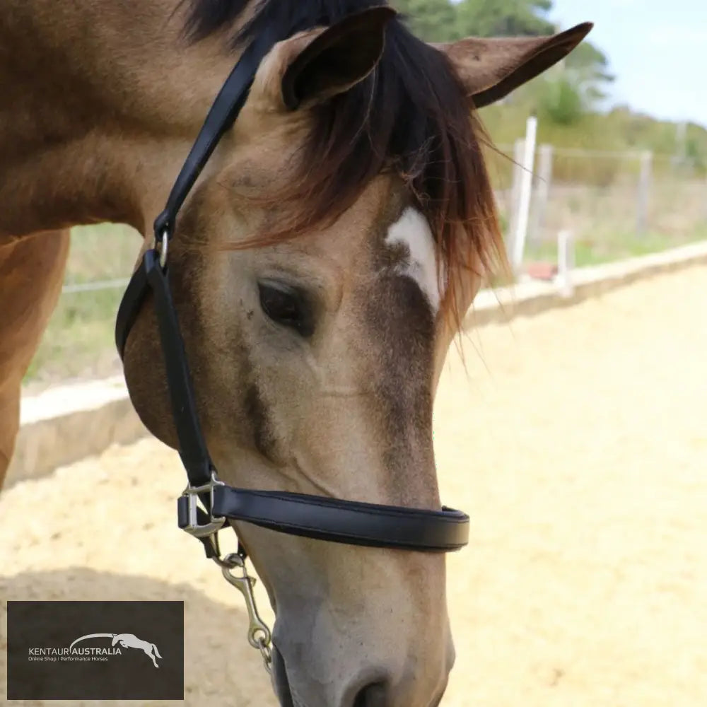 Kentaur Leather Halter Halters &amp; Flyveils