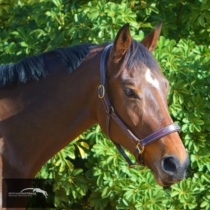 Kentaur Leather Halter With Stitching Halters &amp; Flyveils