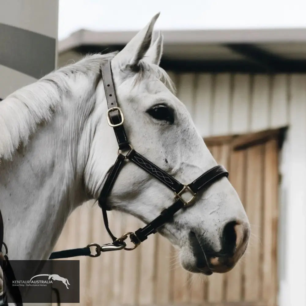 Kentaur Leather Halter With Stitching Halters & Flyveils