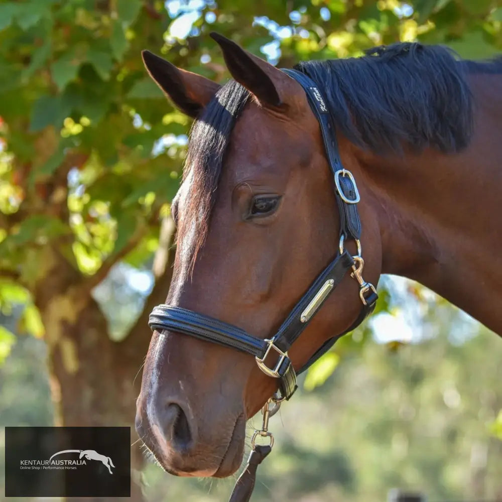 Kentaur Leather Name Plate Halter Black / Full Halters & Flyveils