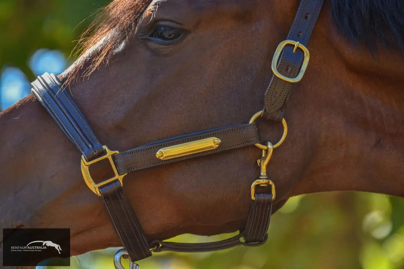 Kentaur Leather Name Plate Halter Dark Brown / Full Halters &amp; Flyveils