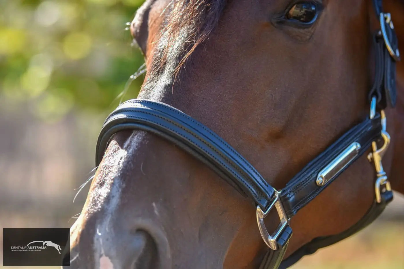 Kentaur Leather Name Plate Halter Halters &amp; Flyveils