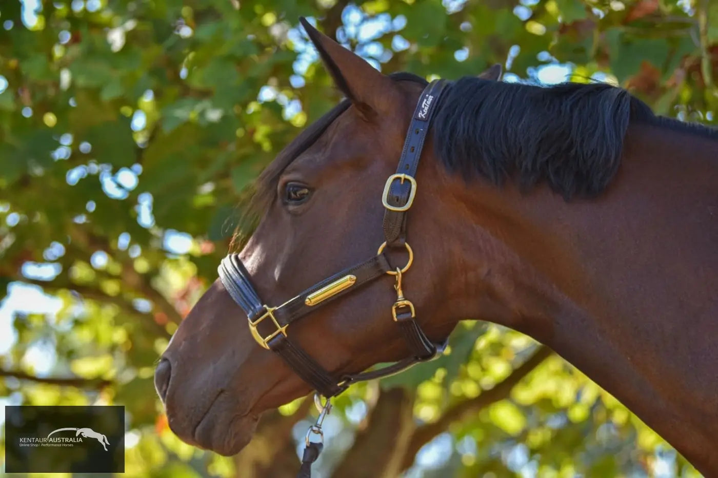 Kentaur Leather Name Plate Halter Halters &amp; Flyveils