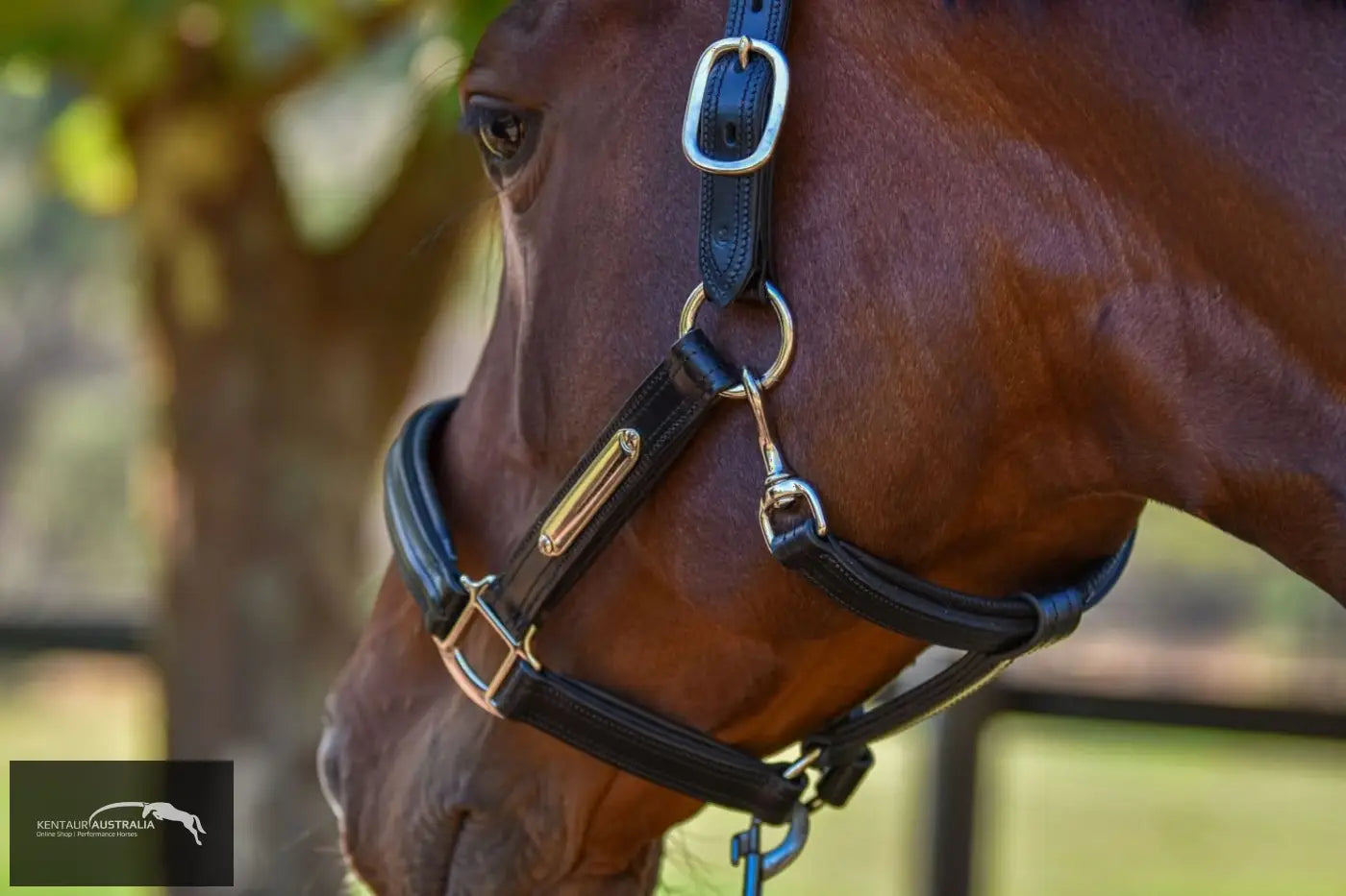 Kentaur Leather Name Plate Halter Halters &amp; Flyveils