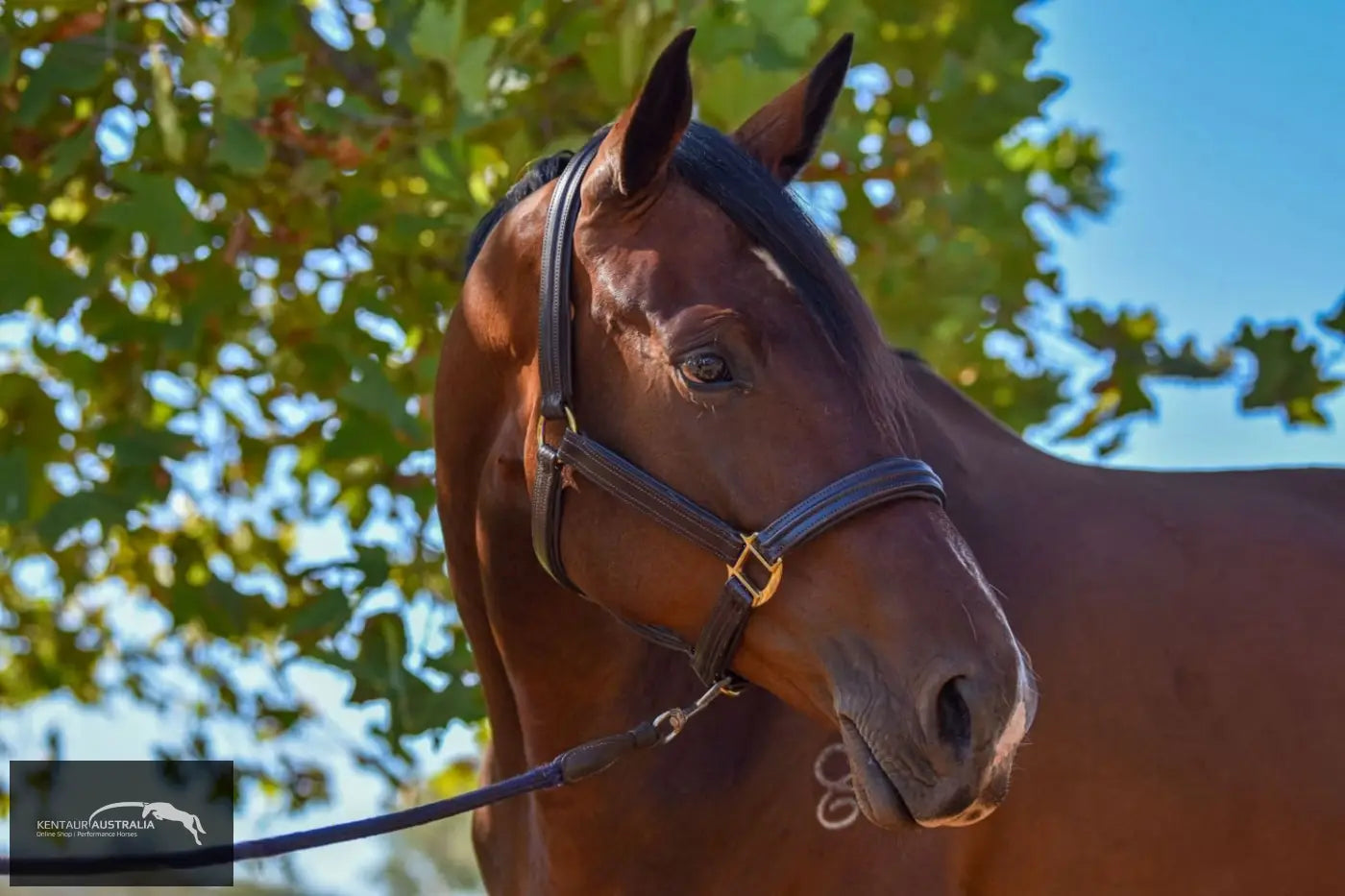 Kentaur Leather Name Plate Halter Halters &amp; Flyveils