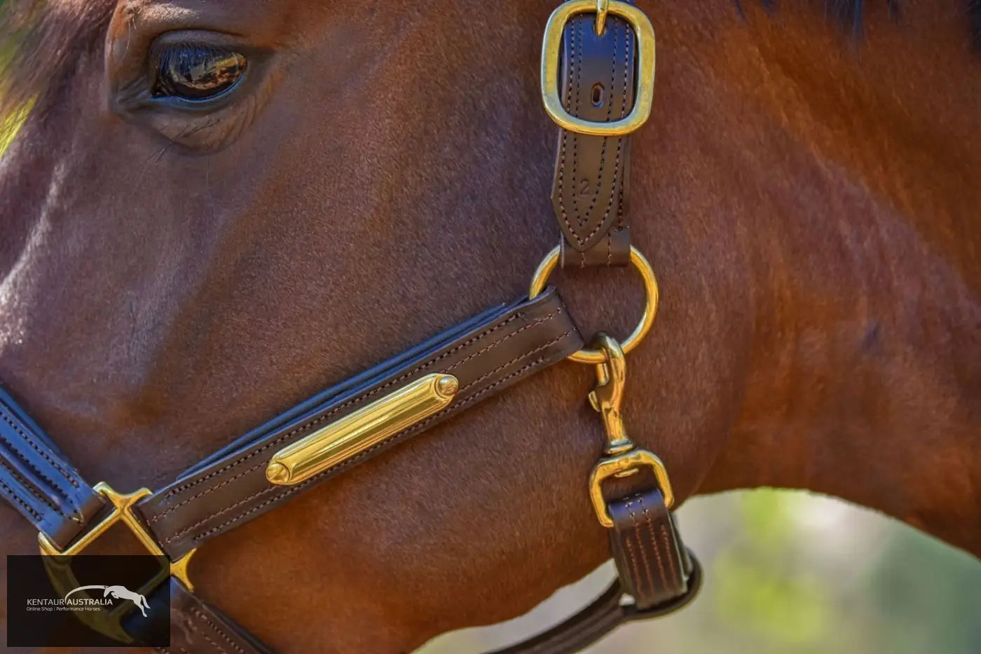 Kentaur Leather Name Plate Halter Halters &amp; Flyveils