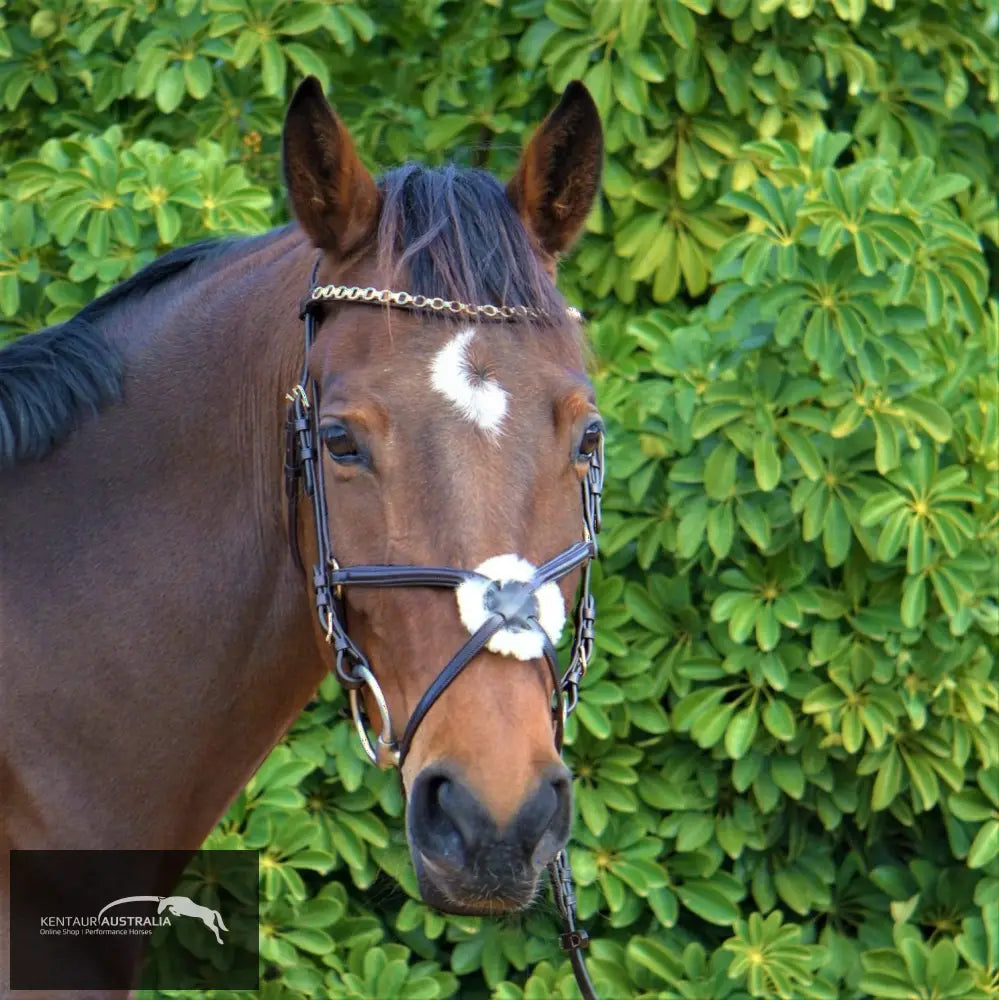 Kentaur Grackle Bridle With Chain Link Browband Bridles