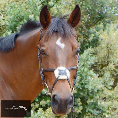 Kentaur Grackle Bridle With Plain Padded Browband And Nosepiece Bridles