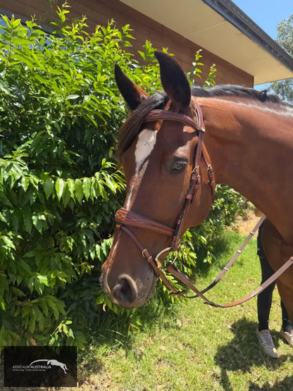Kentaur ’Nashville’ Bridle - Bridles