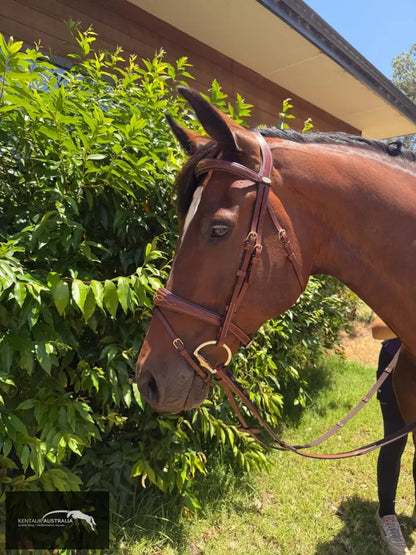 Kentaur ’Nashville’ Bridle - Bridles