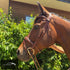 Kentaur ’Nashville’ Bridle - Tobacco / Full - Bridles