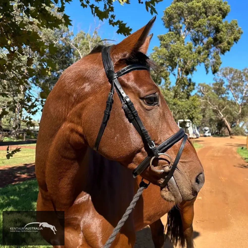 Kentaur ’Savannah’ Bridle Black / Cob Bridles