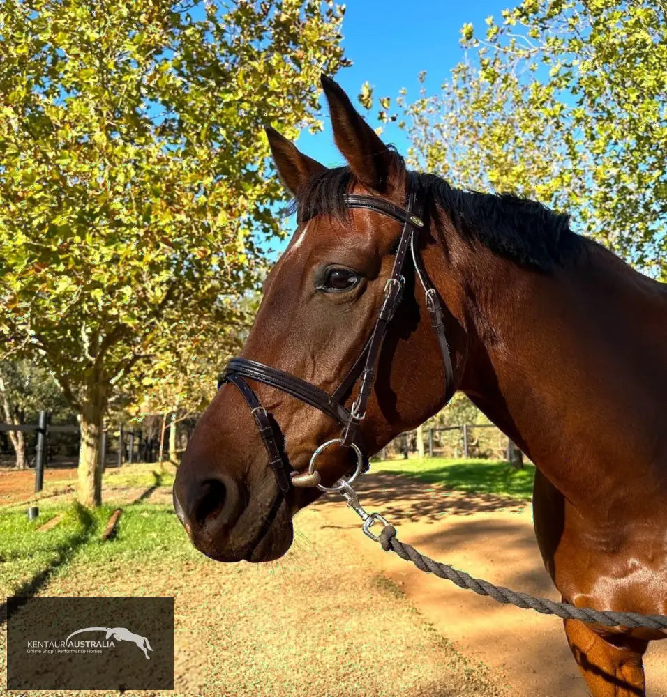 Kentaur ’Savannah’ Bridle Brown / Cob Bridles