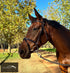 Kentaur ’Savannah’ Bridle Brown / Cob Bridles