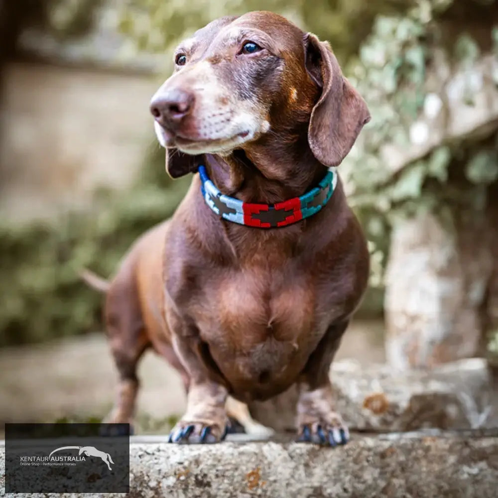 Pampeano ’Multi’ Dog Collar - Dog Collars