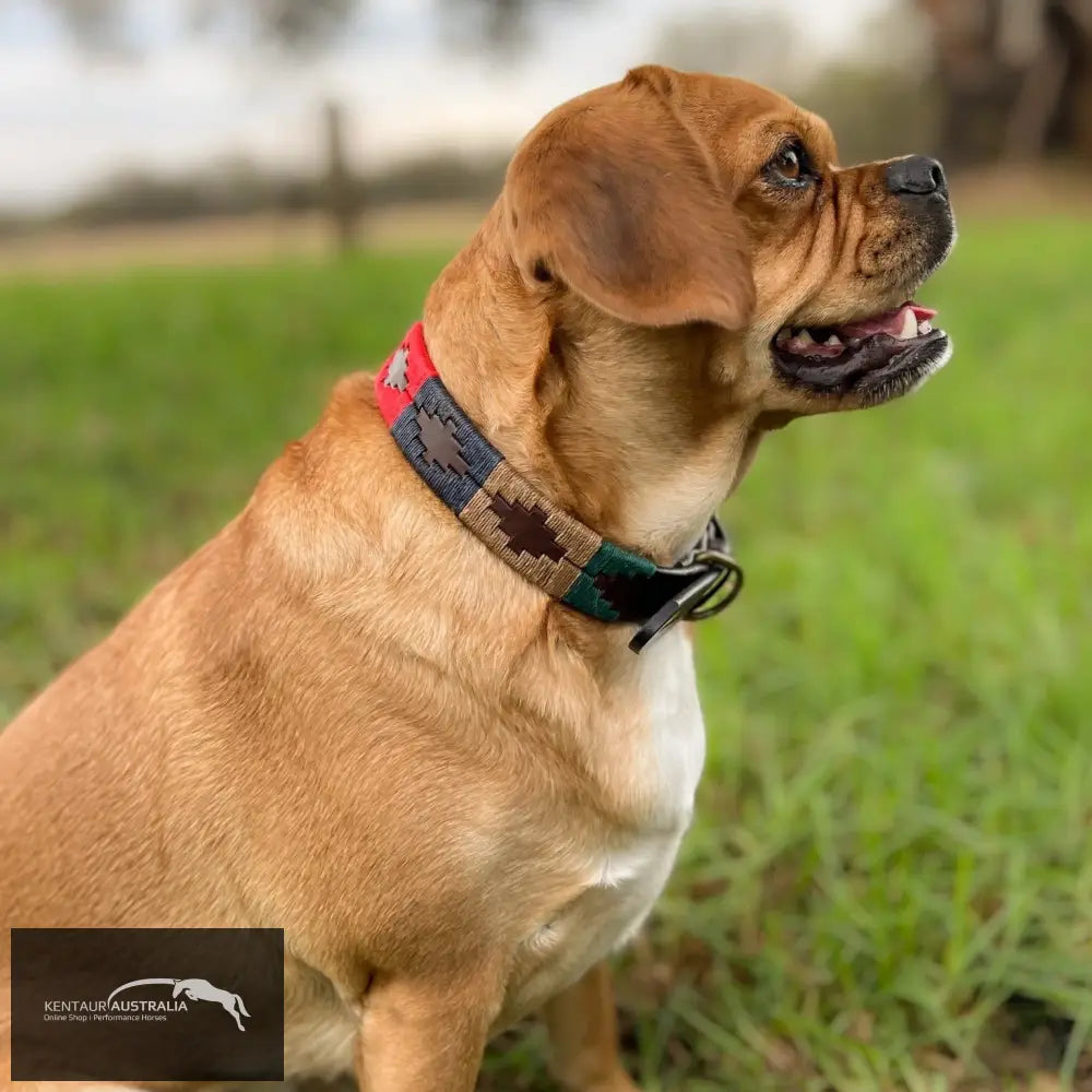 Pampeano ’Navidad’ Dog Collar - Dog Collars