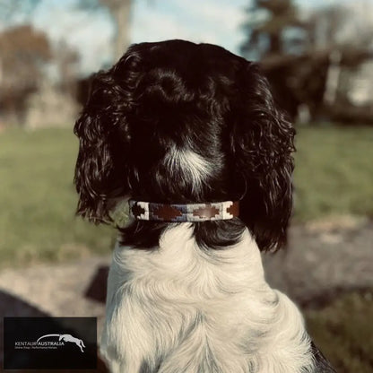 Pampeano ’Roca’ Dog Collar L Dog Collars