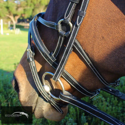 Silver Crown Spider Noseband Bridles