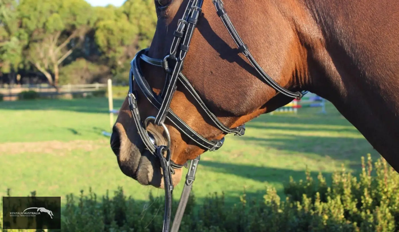Silver Crown Spider Noseband Bridles