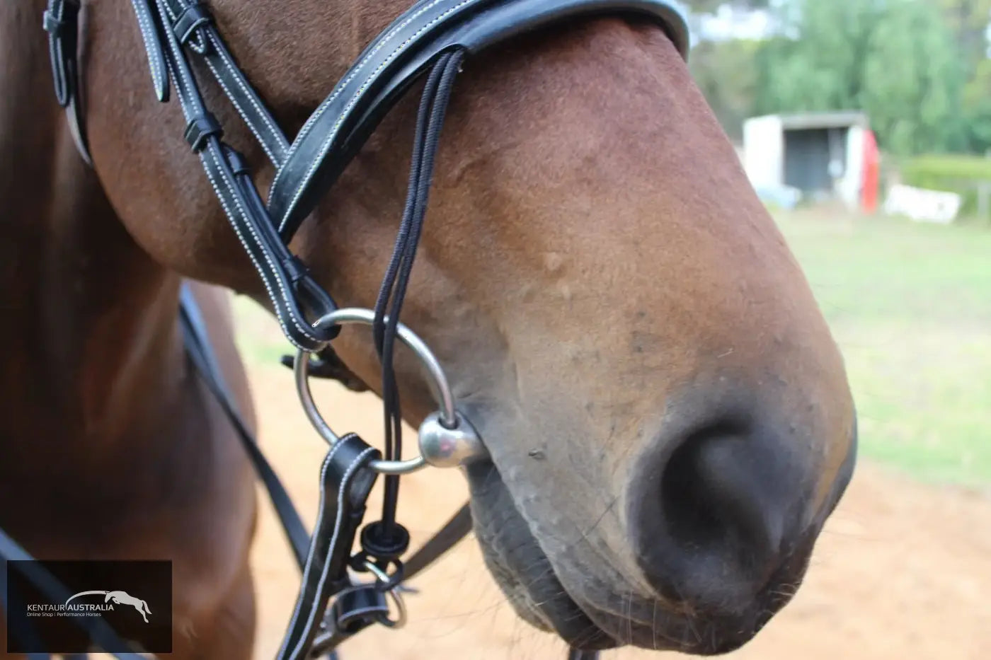 Silver Crown Valla Noseband Bridles