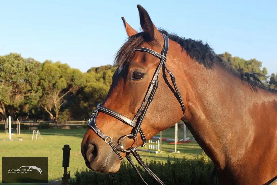 Silver Crown X Nose Ii Noseband Bridles
