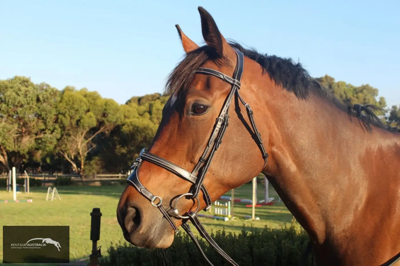 Silver Crown X Nose Ii Noseband Bridles