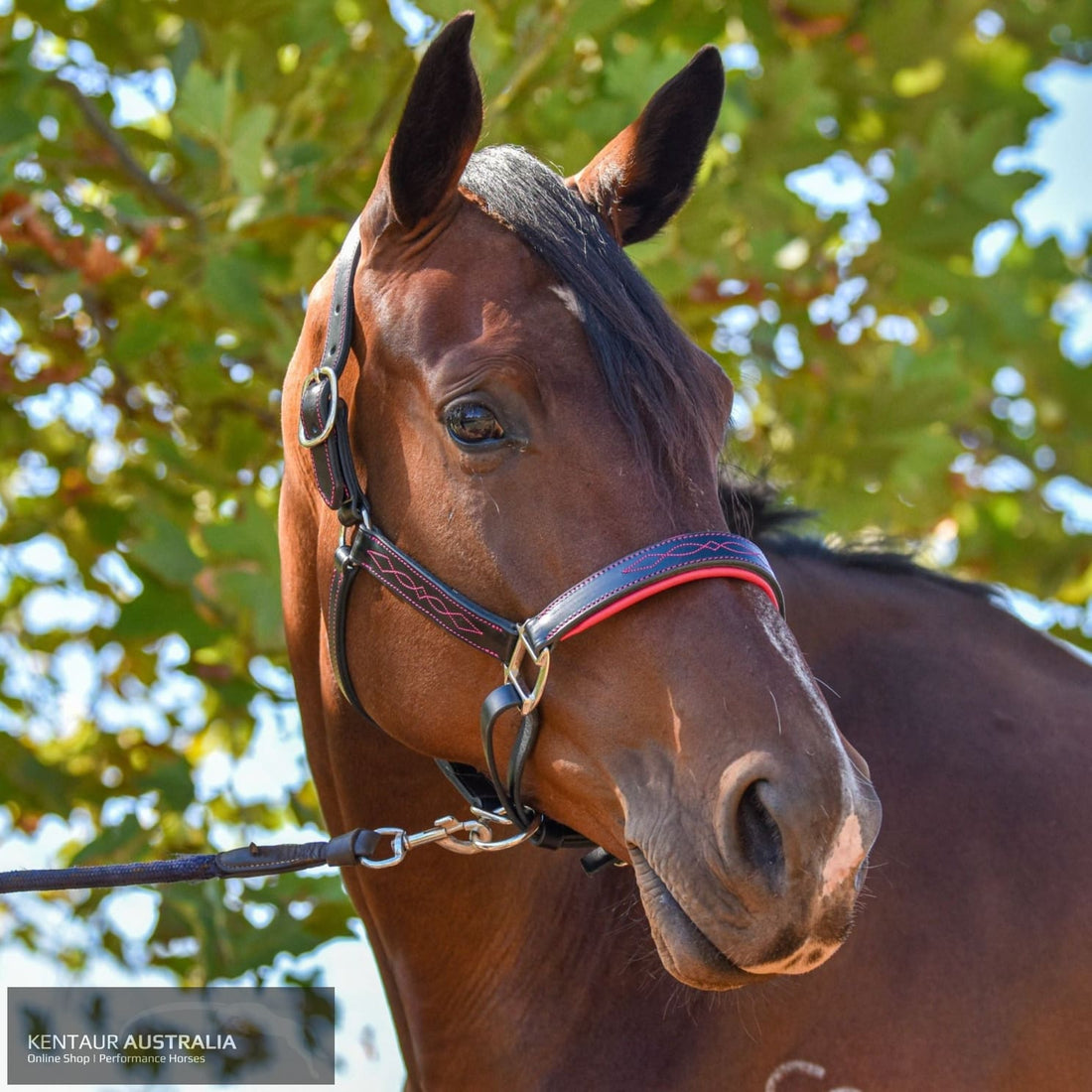 Kentaur ’Coloured’ Leather Halter Black / Full / Pink Halters & Flyveils