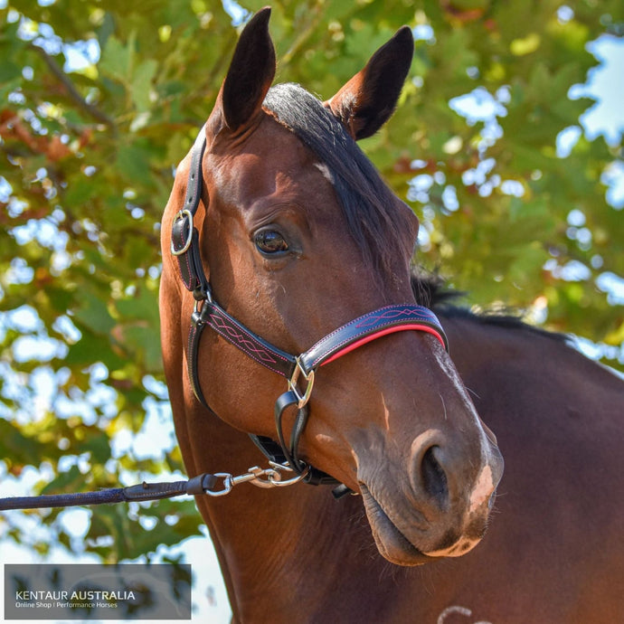 Kentaur ’Coloured’ Leather Halter Black / Full / Pink Halters & Flyveils