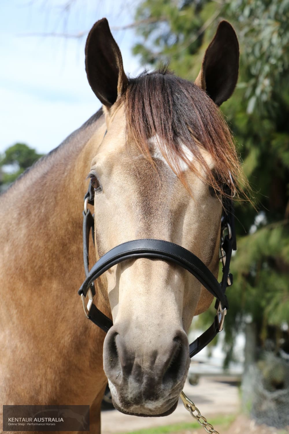 Kentaur Leather Halter Halters &amp; Flyveils