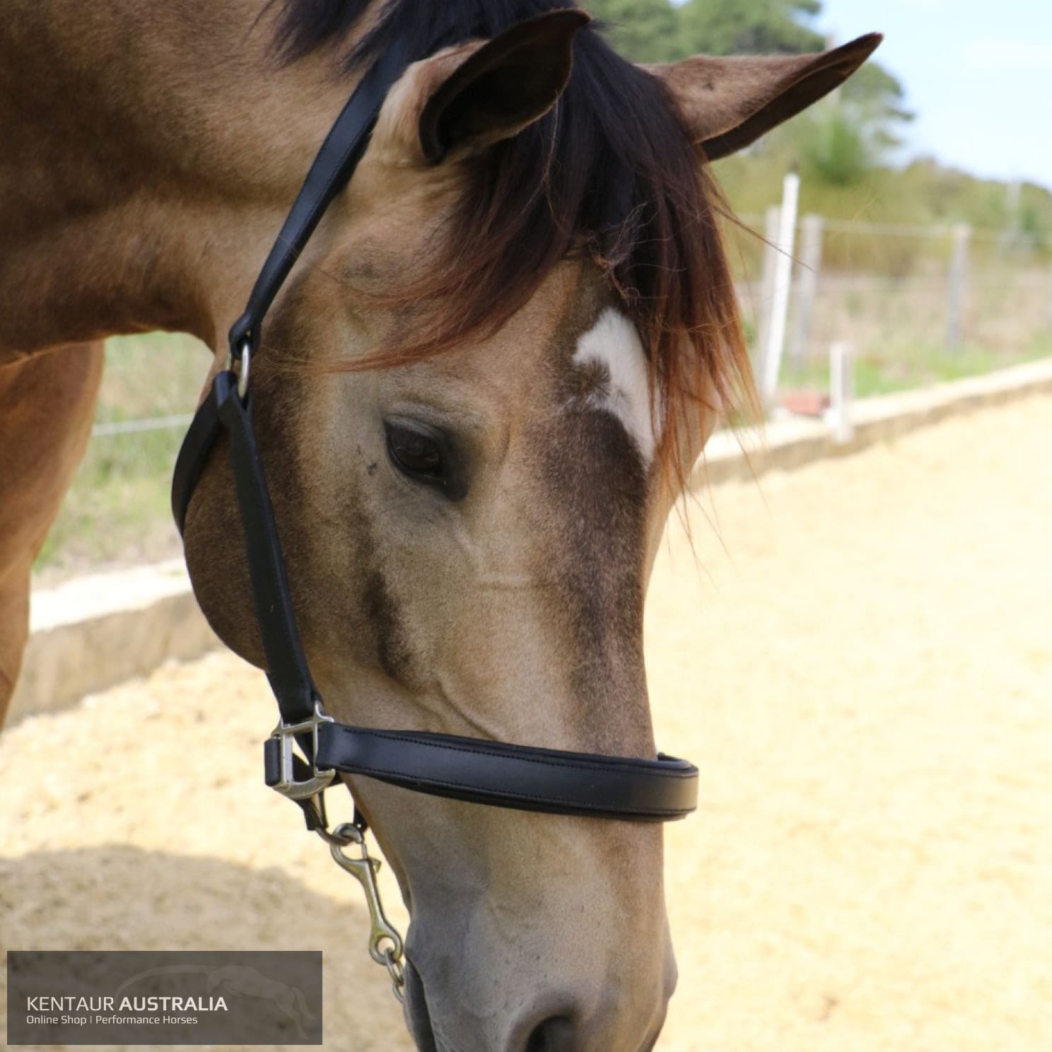 Kentaur Leather Halter Halters &amp; Flyveils
