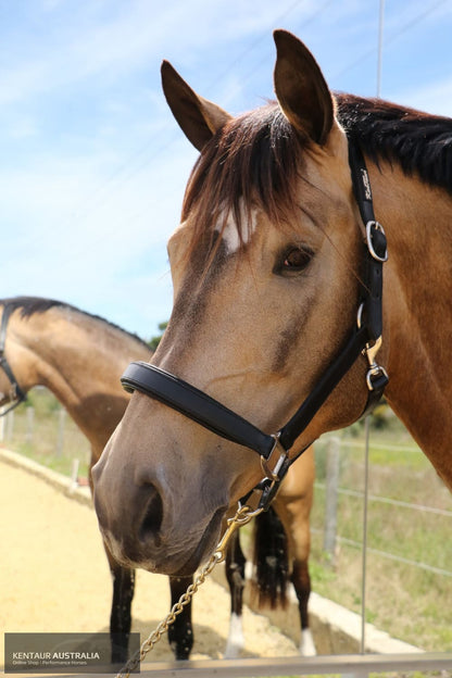 Kentaur Leather Halter Halters &amp; Flyveils