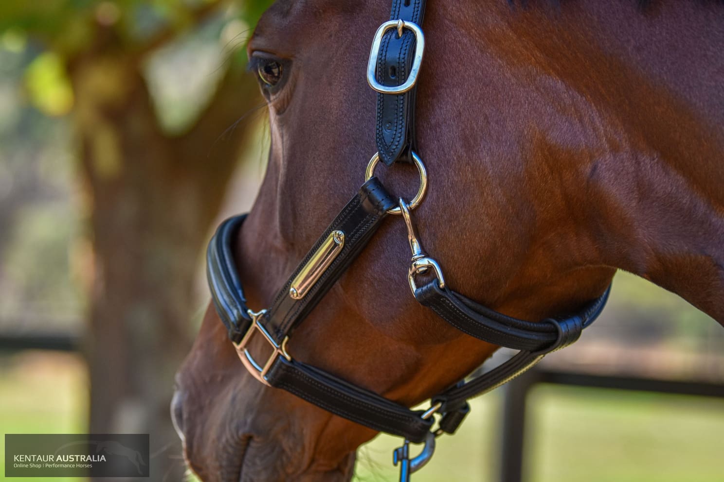 Kentaur Leather Name Plate Halter Halters &amp; Flyveils