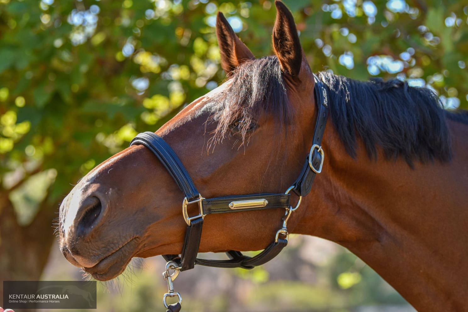 Kentaur Leather Name Plate Halter Halters &amp; Flyveils