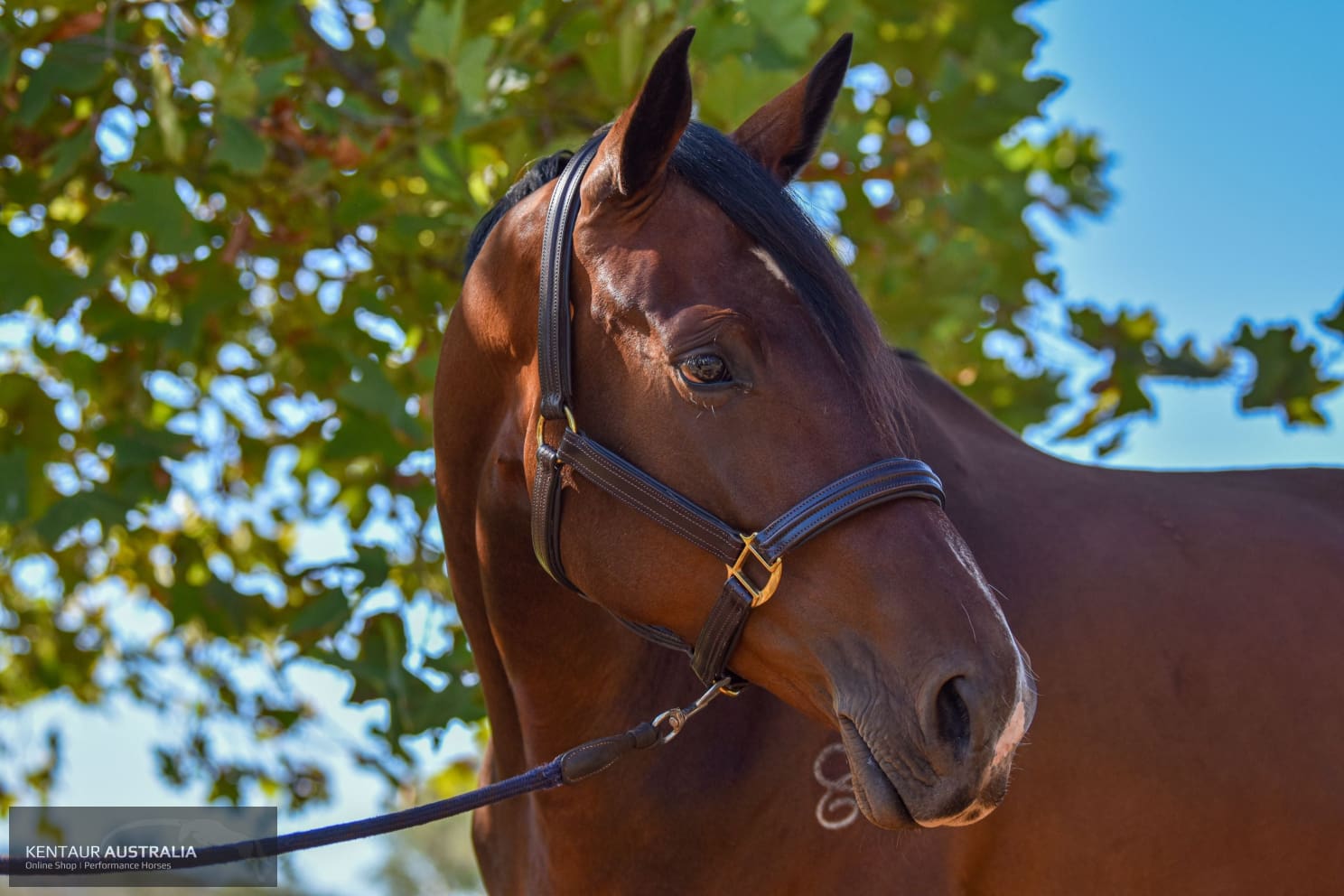 Kentaur Leather Name Plate Halter Halters &amp; Flyveils