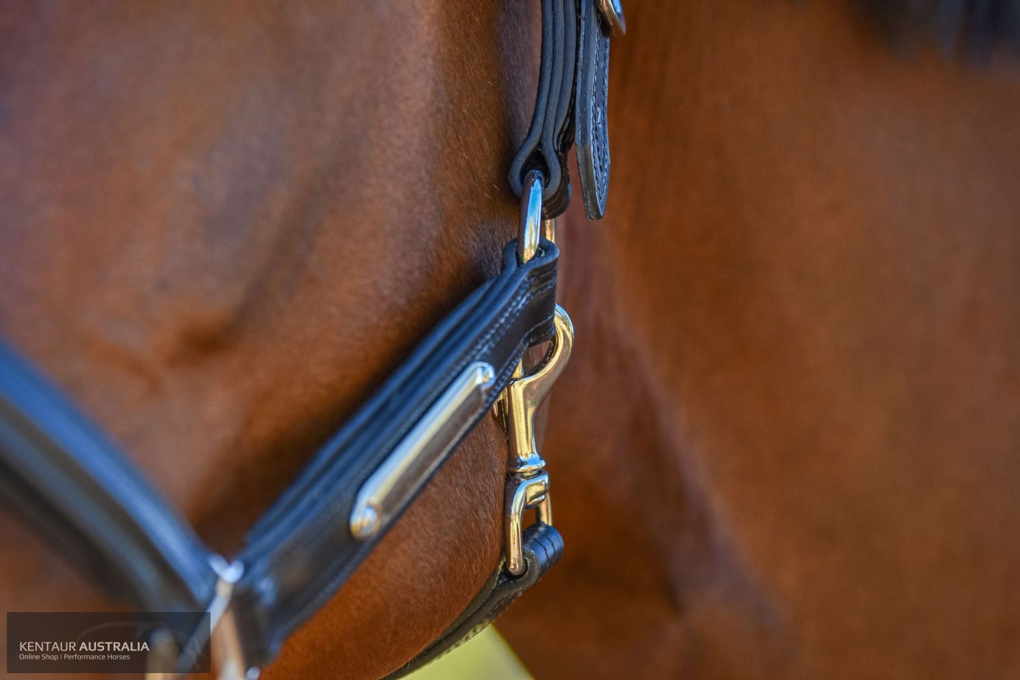 Kentaur Leather Name Plate Halter Halters &amp; Flyveils