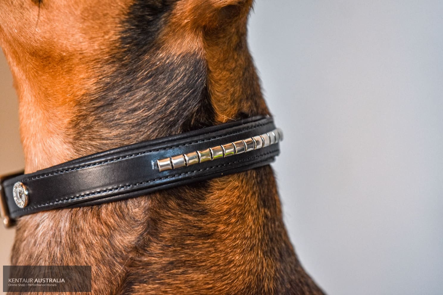 Kentaur ’Semi-Roll’ Dog Collar Dog Collars