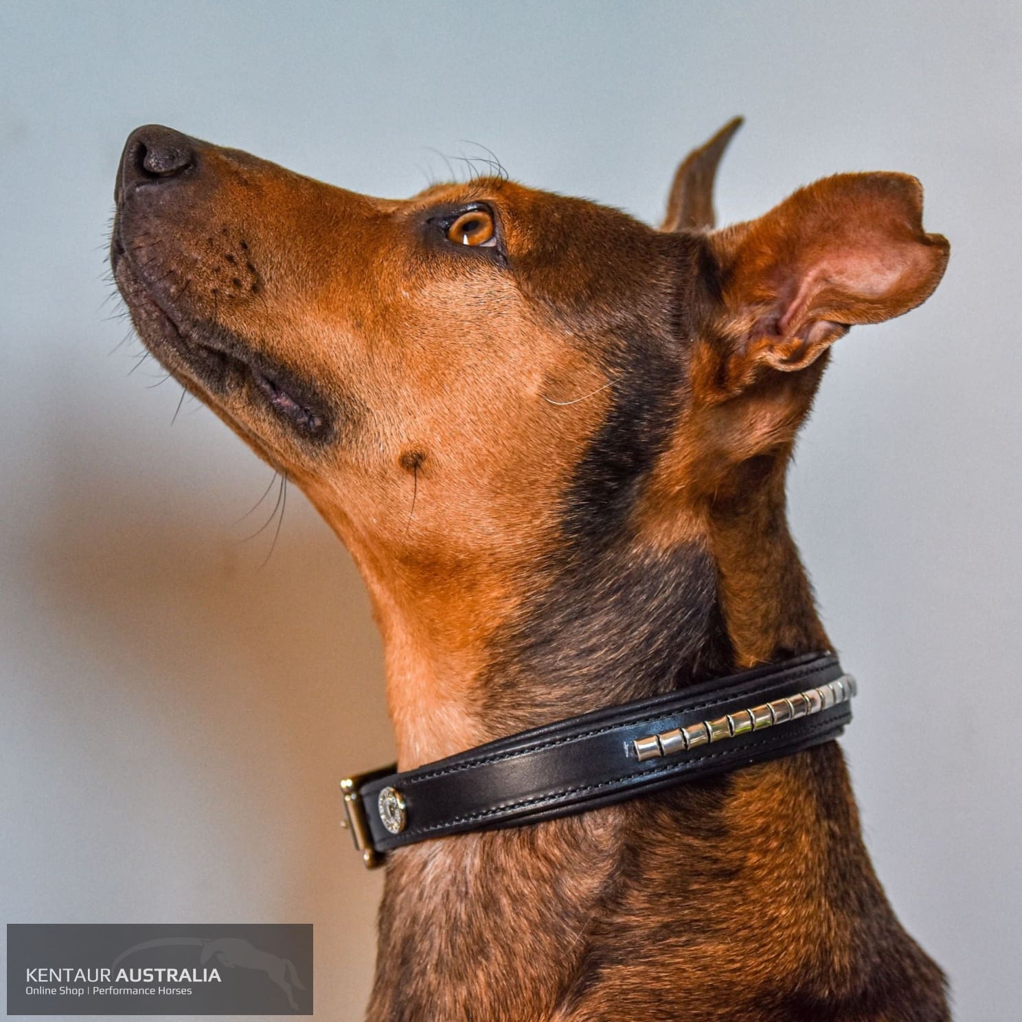 Kentaur ’Semi-Roll’ Dog Collar Black / 60cm Dog Collars
