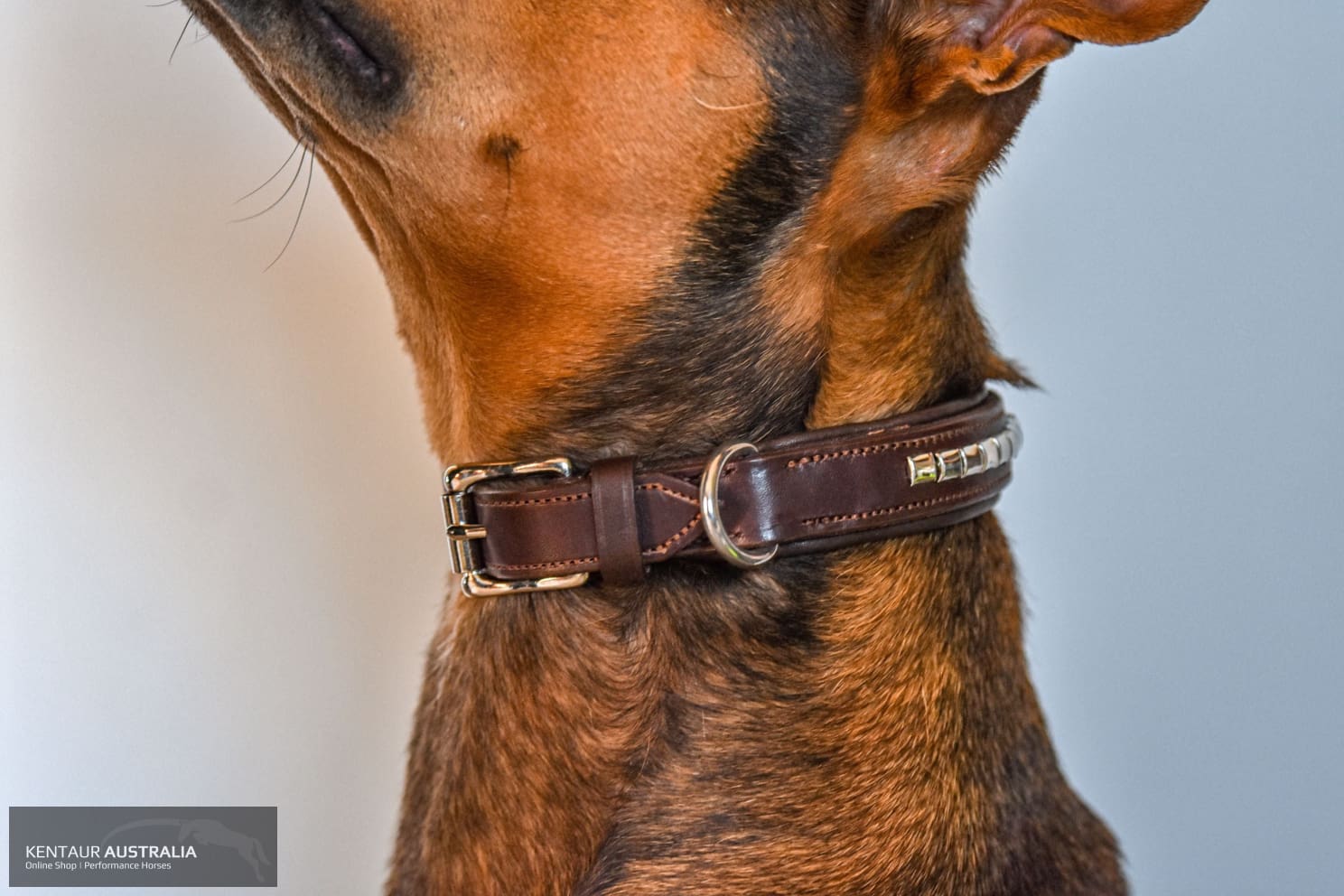 Rolled leather best sale dog collar australia