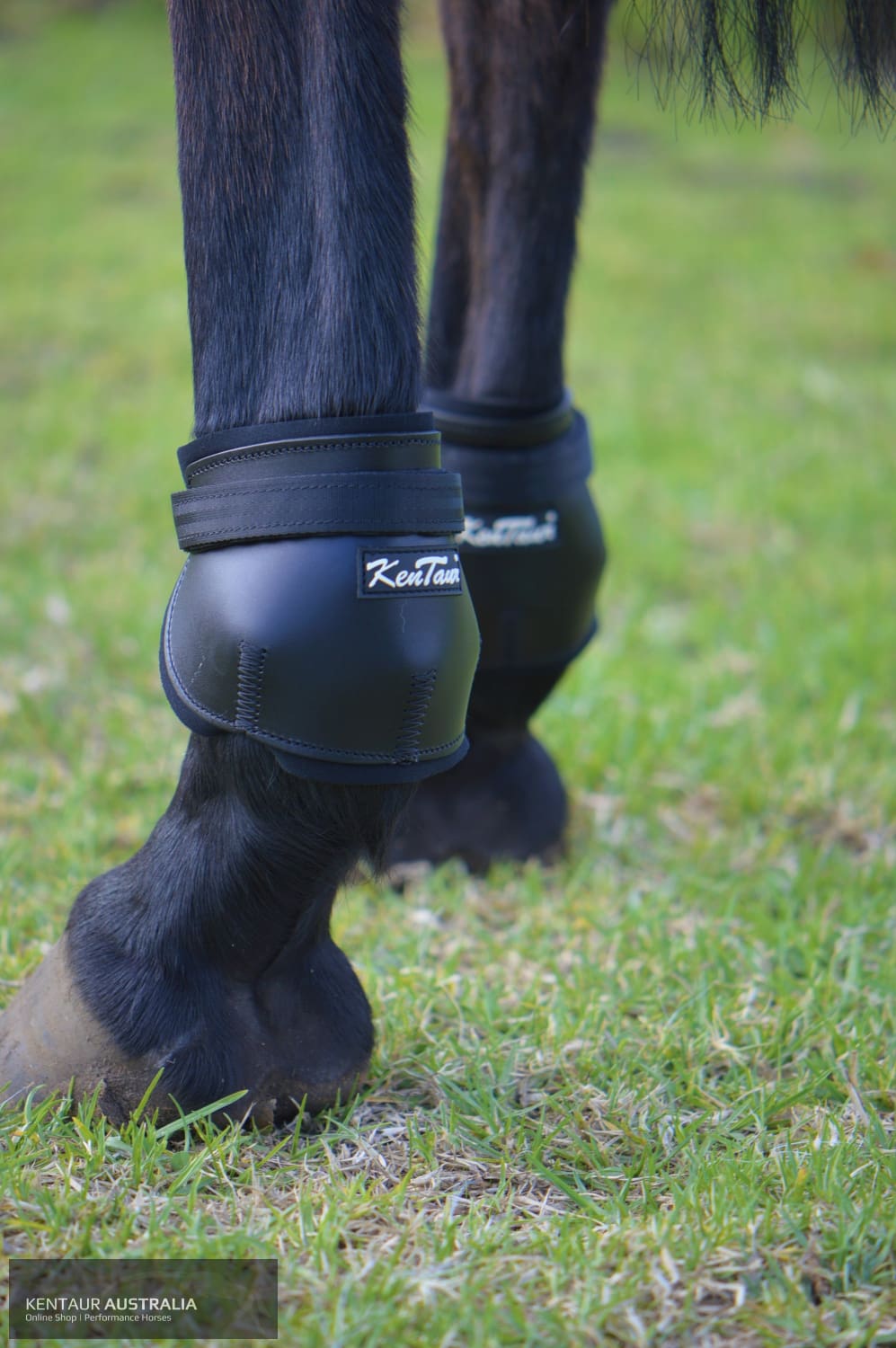 Hind boots 2024 for horses