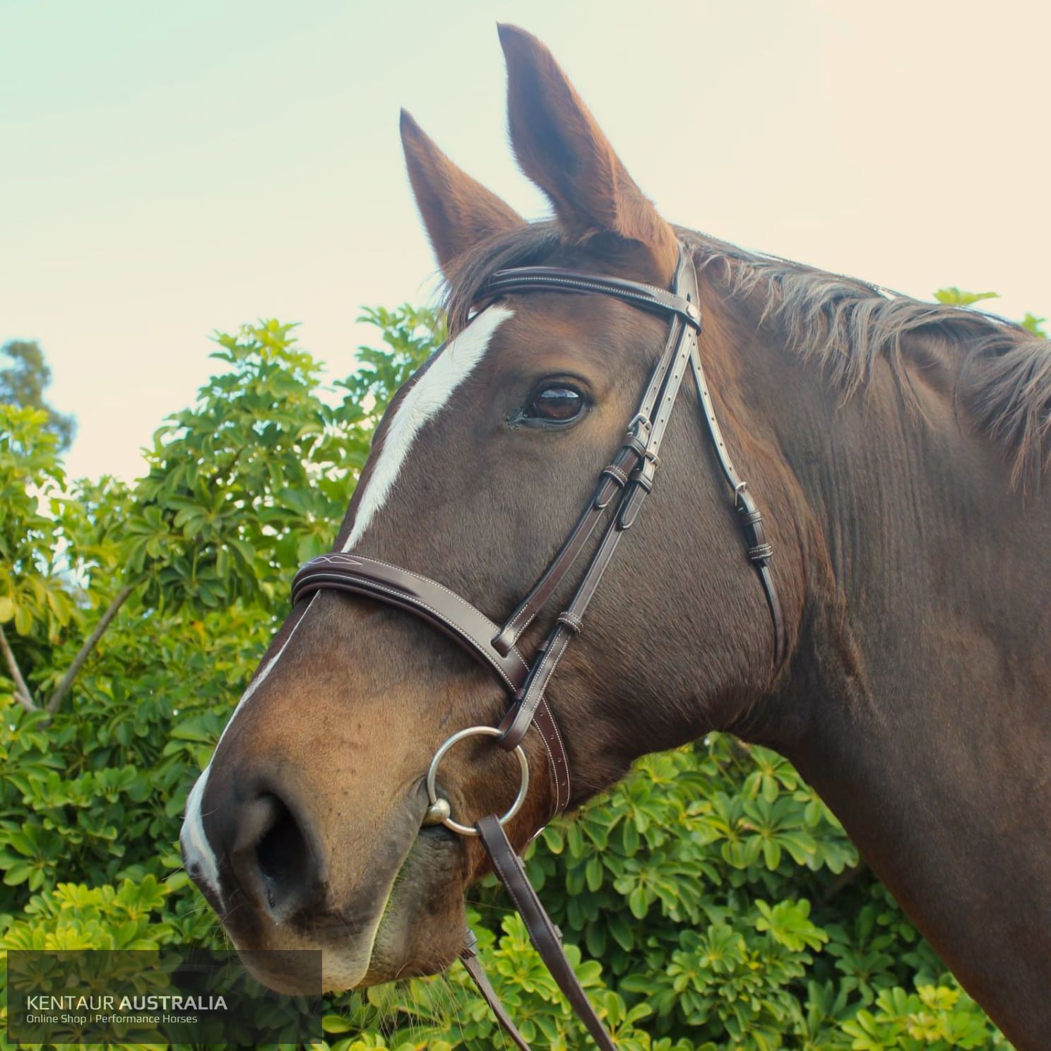 Montar Hunter Bridle Brown / Cob General