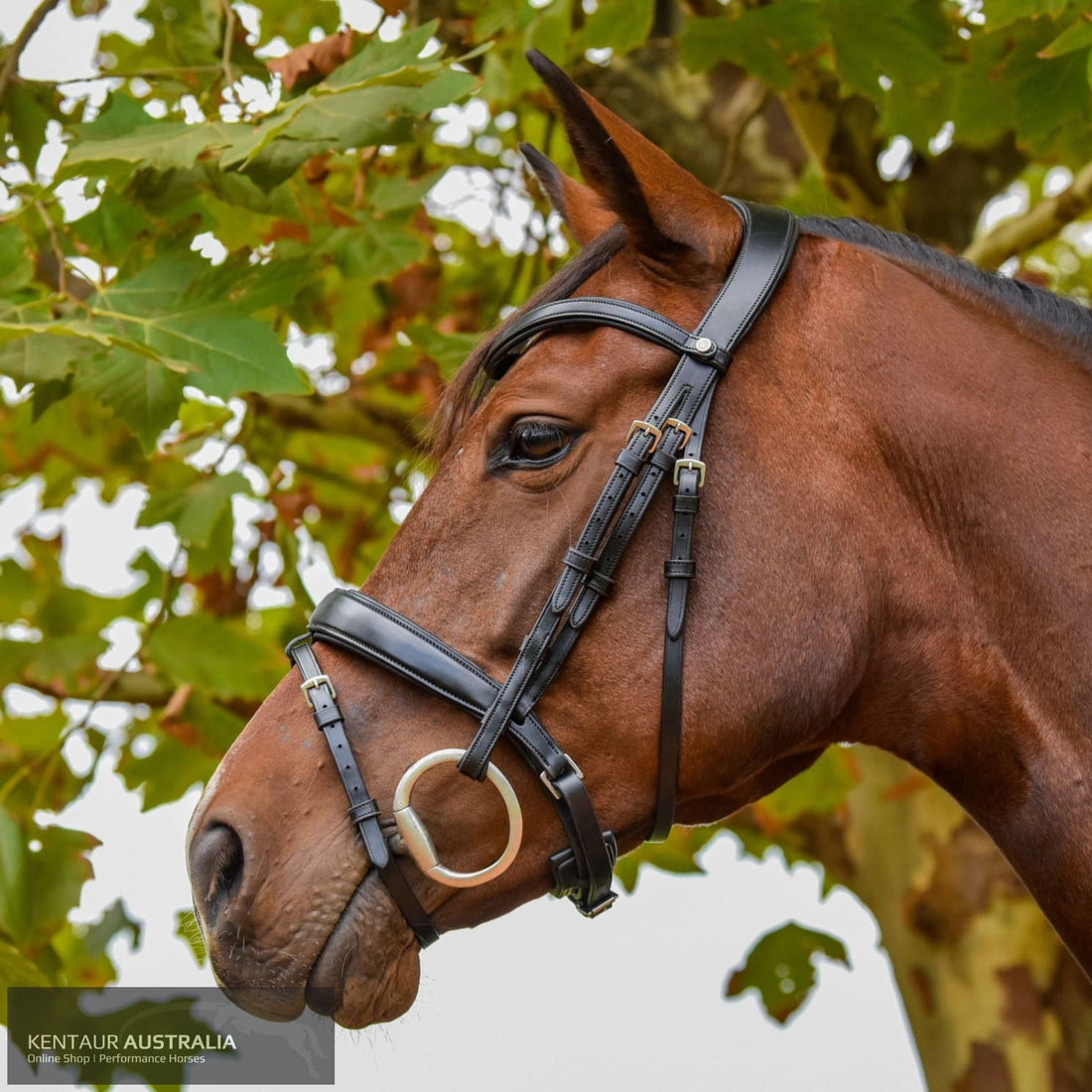 Montar ‘Normandie’ Bridle Black / Cob Bridles