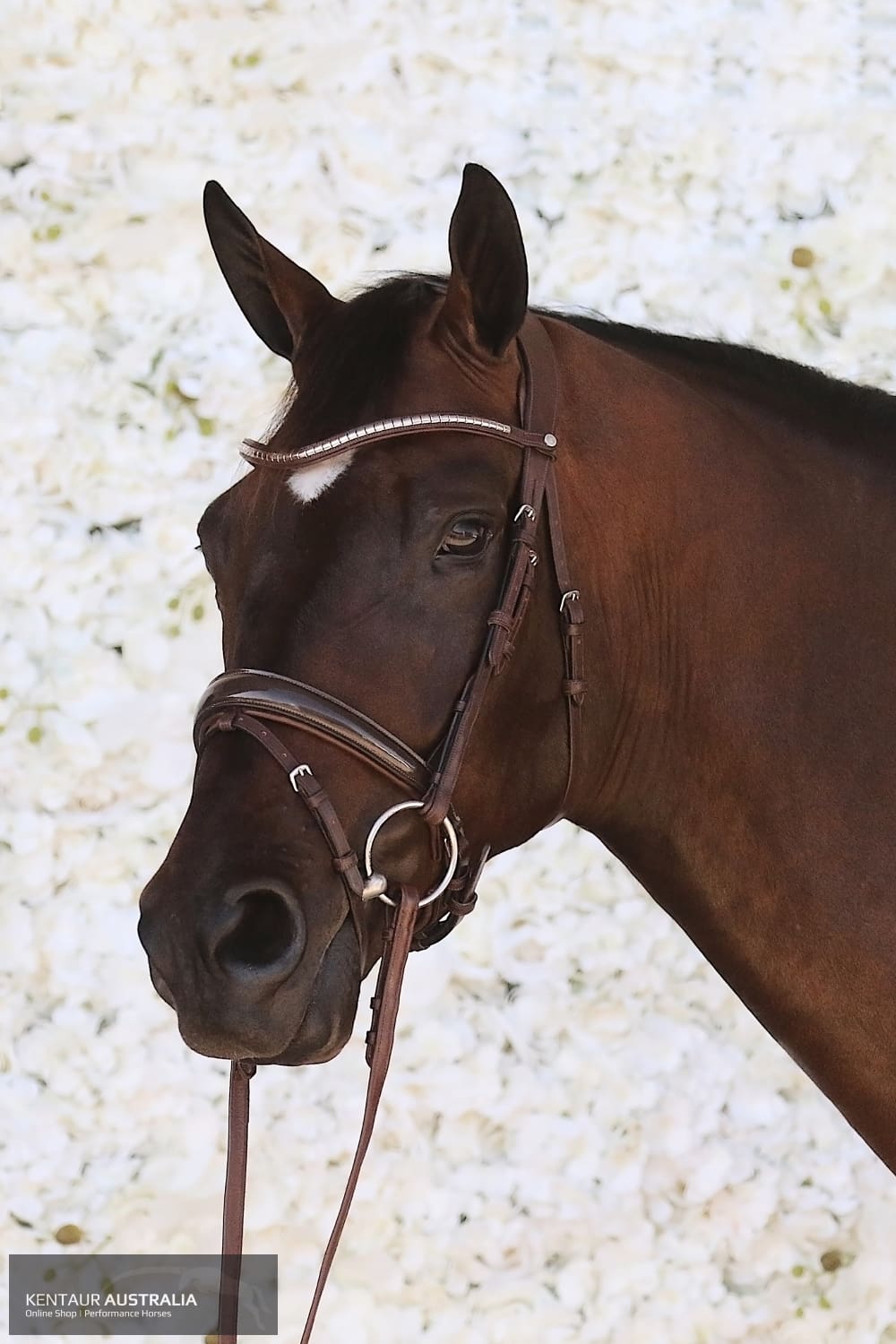 Montar Normandie Bridle Brown / Cob Bridles