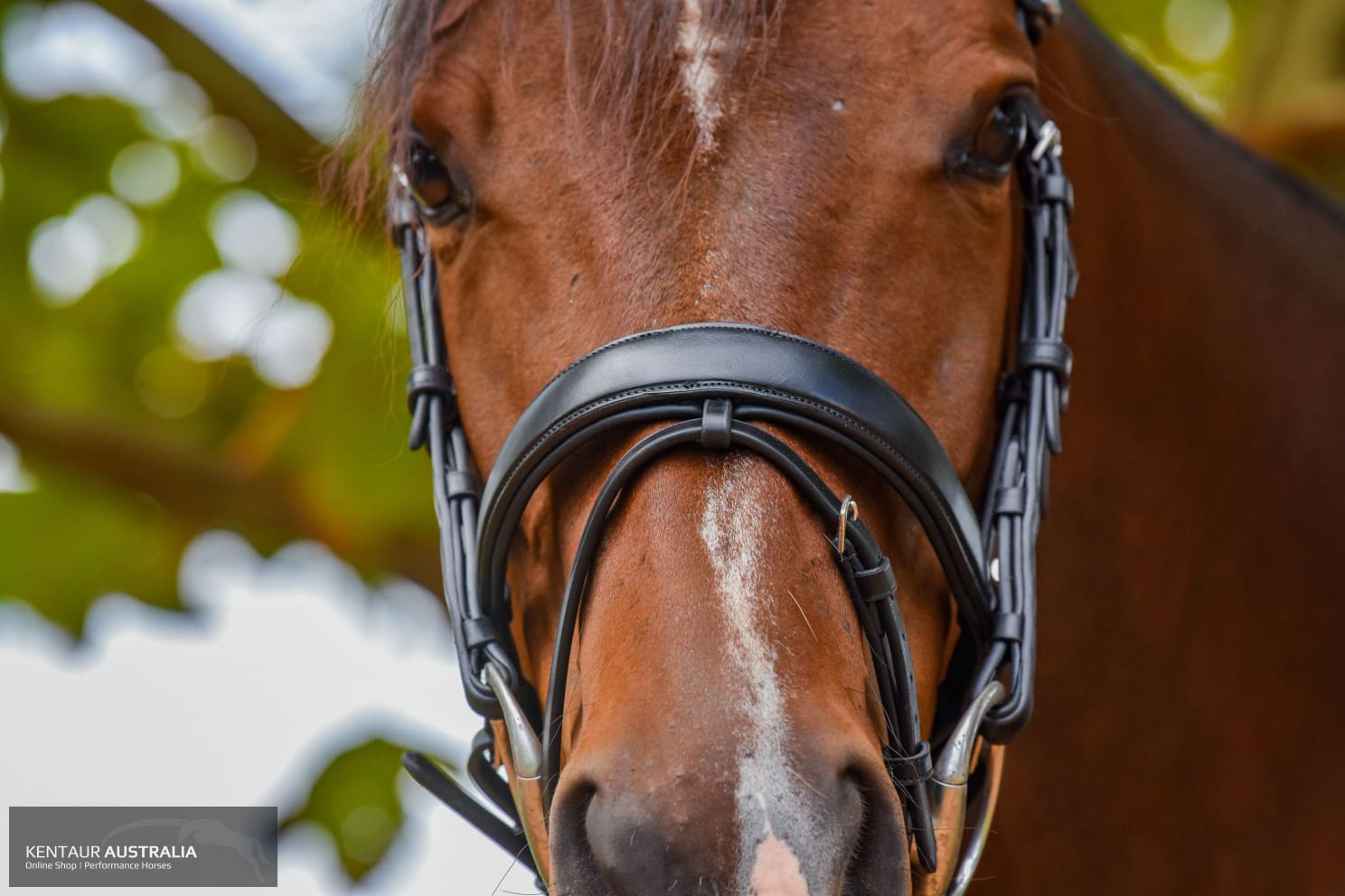 Montar ‘Normandie’ Bridle Bridles