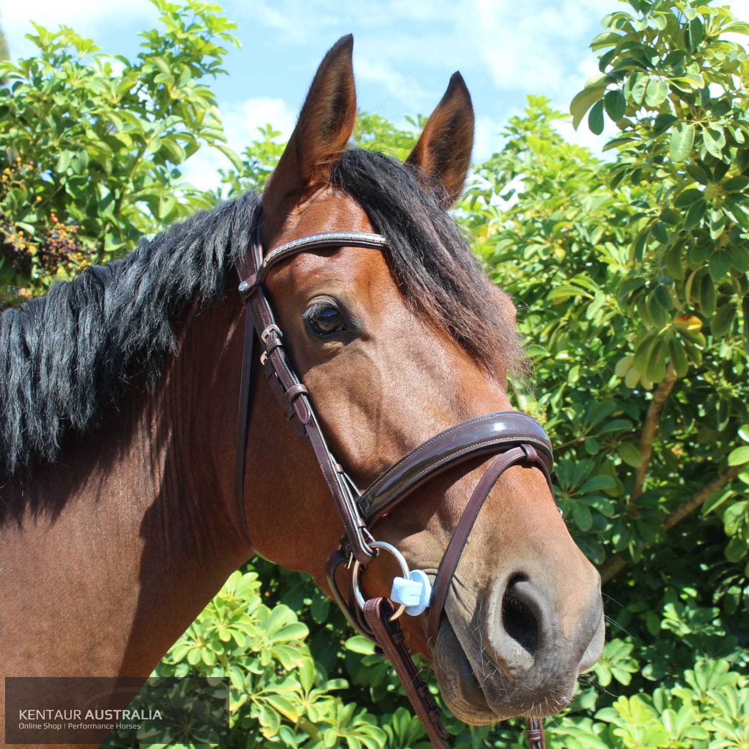 Montar Normandie Bridle Bridles